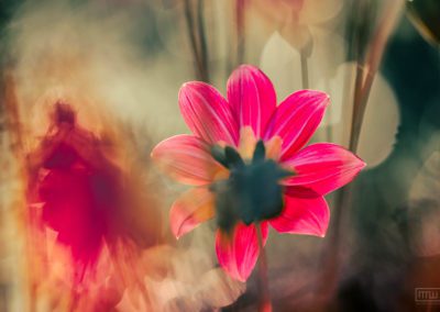Abstract floral photo