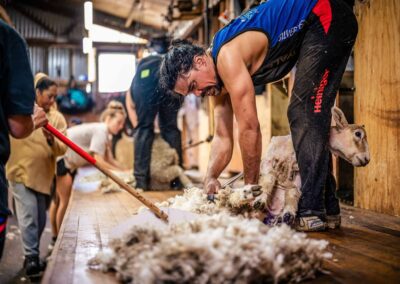 sheep shearing photoshoot
