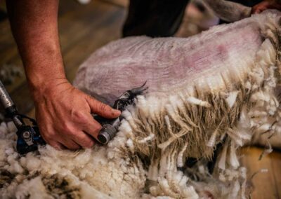 sheep shearing photoshoot