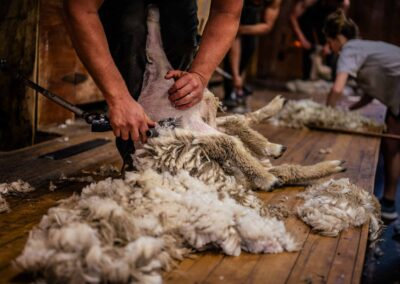 sheep shearing photoshoot