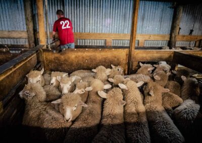 sheep shearing photoshoot