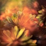 fine art photo of flowers